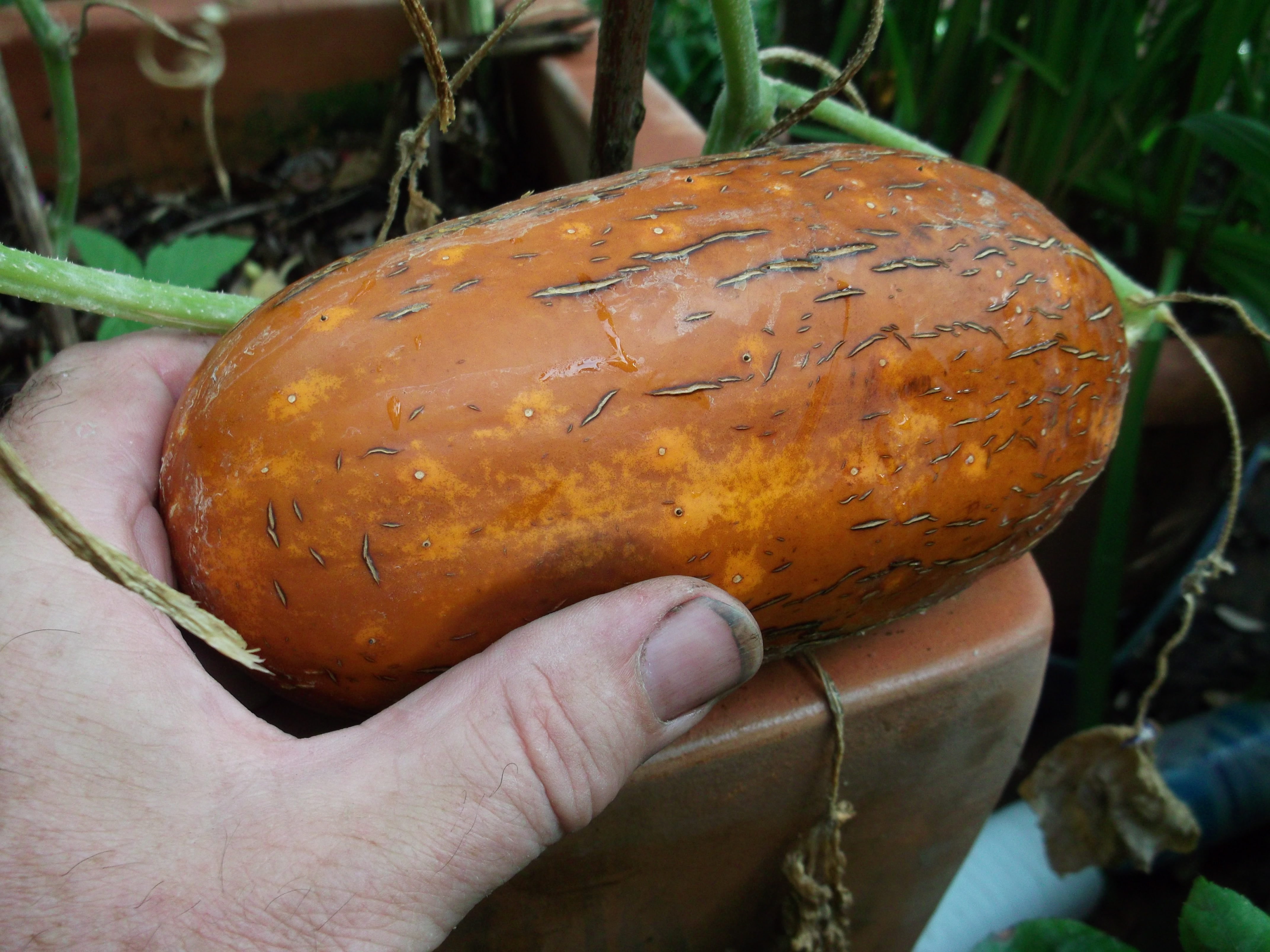 cornichon Conseil jardinage, Application en phytothérapie